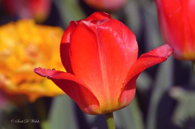 Darwin Orange Queen Tulip